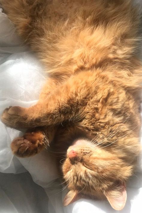 Cat In Sun, Connor Cobalt, Cat Ginger, Cat Fluffy, Chubby Cat, Ginger Cat, Cute Cute, Cat Cute, Fluffy Cat