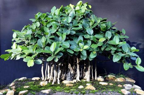 Miniature marvel Banyan Tree Bonsai, Money Tree Bonsai, Permaculture Farming, Ficus Benghalensis, Wisteria Bonsai, Chinese Elm Bonsai, Elm Bonsai, Bonsai Ficus, Plants Balcony