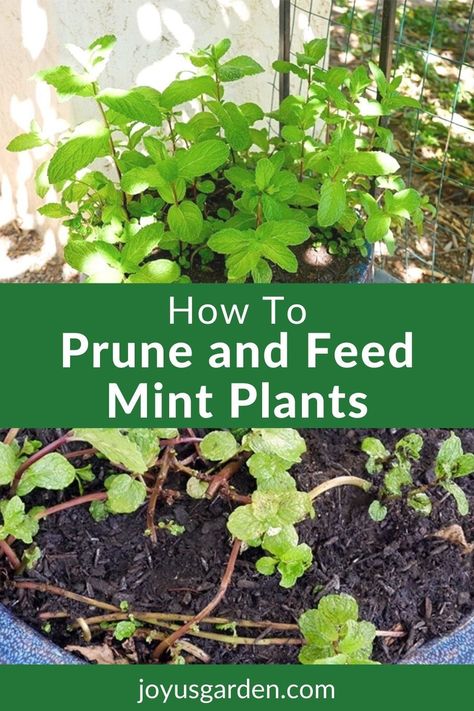 Do you have a leggy mint plant? Mint is a vigorous grower & pruning is part of mint plant care. Here's how to prune mint plus how to feed mint. #mintplantpruning #herbcare Mint In Pots, Mint Plant Care, Mint Plant, Gardening Indoors, Peppermint Plants, Growing Garden, Beginner Gardening, Herb Gardening, Mint Plants