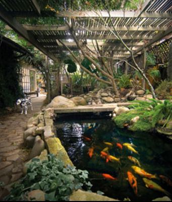 Beautiful koi pond! | http://www.greenturf.com/ Indoor Pond, Koi Pond Design, Kolam Koi, Taman Air, Backyard Pergola, Japanese Koi, Pond Design, Have Inspiration, Fish Ponds