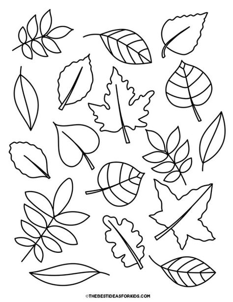 Leaf Variety Coloring Page Leaf Shapes Template Free Printable, Leaf Matching Free Printable, Printable Leaves Leaf Template, Free Leaf Template Printable, Printable Leaf Patterns, Fall Leaves Template Free Printable, Simple Leaf Drawing, Autumn Leaf Crafts, Leaves Template Free Printable