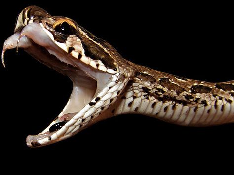 Russell's Viper Spiders And Snakes, Snake Photos, Poisonous Snakes, Snake Lovers, Snake Charmer, Snake Venom, Snake Art, Beautiful Snakes, Reptile Snakes