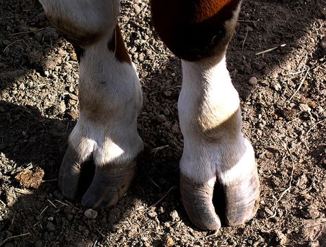 Deer Hooves Reference, Cow Legs Reference, Sheep Hooves, Hooves Reference, Cloven Hooves, Horses With Fluffy Hooves, Cow Hooves, Sheep, Cow