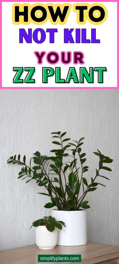 "Beginner's Guide to Zz Plant Care, Zz Plant Growing Tips, Indoor Zz Plant 
Care, Low Maintenance Zz Plant, Zz Plant Watering Guide, Zz Plant 
Propagation, Zz Plant Potting Tips, Zz Plant Light Requirements, LSI 
keywords: Zz Plant Care for Beginners, How to Grow Zz Plant Successfully, 
Zz Plant Care Tips for Beginners" Plant Leaves Turning Brown, Zz Plant Care, Zz Plants, Plant Leaves Turning Yellow, Zamioculcas Zamiifolia, Plant Care Guide, Zz Plant, Spider Mites, Best Indoor Plants