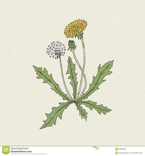 Elegant Detailed Drawing Of Dandelion Plant With Yellow Flower, Seed Head And Bud Growing On Stem And Leaves. Beautiful Stock Vector - Illustration of blowball, colorful: 99665439 Dandelion Seed Drawing, Drawing Of A Dandelion, Dandelion Botanical Illustration, Flower Bud Drawing, Dandelion Flower Drawing, Dandelion Drawings, Dandelion Seed Tattoo, Drawing Dandelions, Draw Dandelion