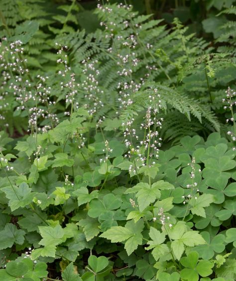 Pacific Northwest Native Plant Profiles | Real Gardens Grow Natives