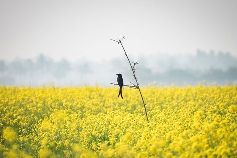 I Shoot The Yellow Ocean/Beautiful Mustard Flower Field In Bangladesh... Mustard Field Photography, Mustard Field, Pohela Boishakh, Yellow Ocean, Beautiful Bangladesh, Mustard Flowers, Winter Crops, Bird Paintings, Creative Poster