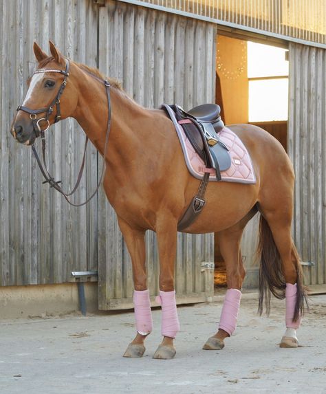 Pretty pale pink matching horse set Chestnut Horse Tack Colors, Chestnut Horses, Horse Markings, English Horse, Barrel Horse, Horse Tips, Equestrian Boots, Horse Trailers, Chestnut Horse