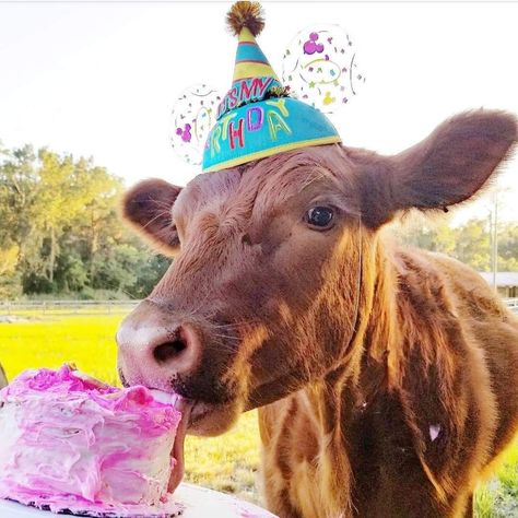 Lover Birthday Wishes, Happy Birthday Wishes Funny, Happy Birthday Cow, Happy Birthday Lover, Birthday Cow, Birthday Hats, Cow Birthday, Funny Cow, Birthday Wishes Funny