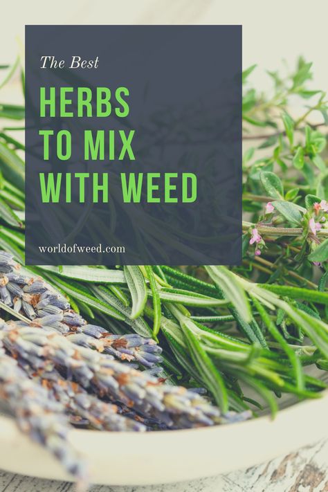 The Best Herbs to Mix With Weed | World Of Weed Try It Tuesday, Cannibis Recipes, Plant Kingdom, Healthier Alternatives, Medical Herbs, Magic Herbs, Herbal Healing, Herbal Magic, Herbs For Health