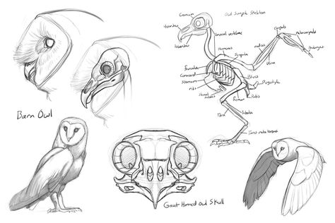 Owl Anatomy, Dinosaur Anatomy, Owl Skeleton, Creature Anatomy, Skull Study, Owl Skull, Owl Sketch, Owl Drawing, Drawing Anatomy