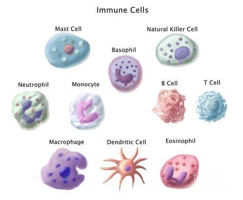 Cells Illustration, Biology Pictures, Immune System Cells, Doctor Equipment, Microbiology Lab, Study Medicine, Immune Cells, Mast Cell Activation, Mast Cell Activation Syndrome