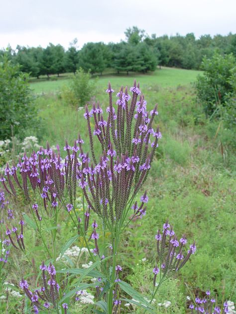 Verbena hastata (blue vervain): Go Botany Verbena Hastata, Seed Inventory, Blue Vervain, Agapanthus Africanus, Lily Of The Nile, Flowers Meadow, Florida Native Plants, Growing Peonies, Local Color