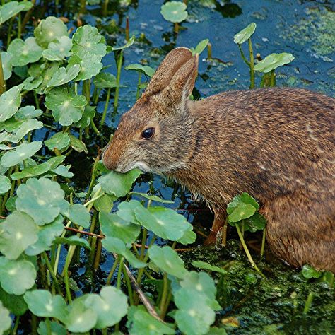 Marsh Rabbit is munching away at Duckweed by jungle mama, via Flickr      #nature #animals #bunnies Marsh Rabbit, Rabbit Fursona, Rabbit Species, Eastern Cottontail, Wild Rabbits, Cottontail Rabbit, Swamp Rabbit, Southern United States, Road Kill