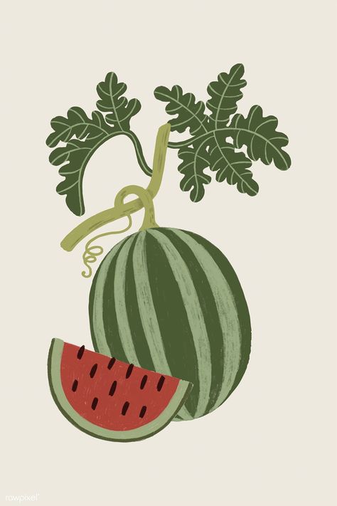 Hand drawn watermelon design resource vector | premium image by rawpixel.com / Noon Watermelon Drawing, Botanical Studies, Watermelon Illustration, Leaves Doodle, Watermelon Plant, Watermelon Design, Pineapple Wallpaper, Pomegranate Design, Watermelon Art