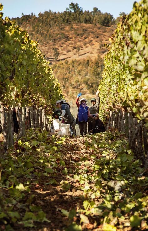 Grapes Picking, Autumn Vineyard, Picking Grapes, Grape Picking, Wine Farm, Grape Harvesting, Harvest Time, Kingston, Grapes