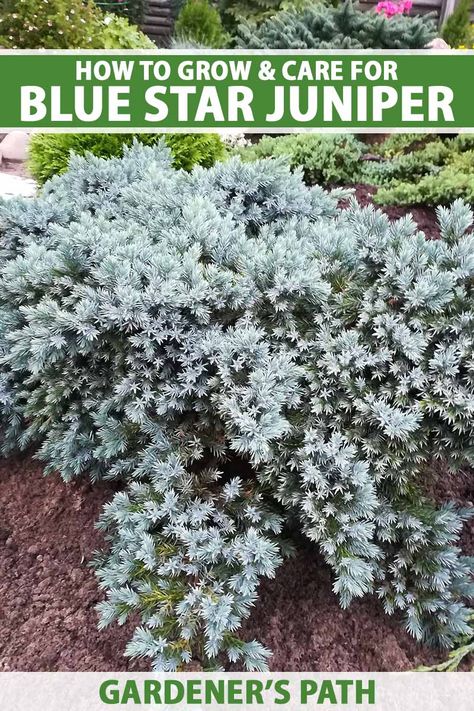 Front Garden Design Ideas, Juniper Plant, Blue Star Juniper, Colorado Landscaping, Homestead Gardening, Evergreen Landscape, Water Wise Landscaping, Blue Foliage, Evergreen Garden