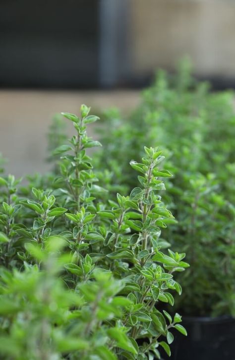 Growing oregano from seeds Oregano Leaves, Fresh Oregano, Cut Flower Garden, Quick Guide, Grow Your Own, Herb Garden, Cut Flowers, Oregano, Flower Garden