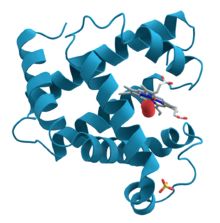 Structural Biochemistry/Myoglobin - Wikibooks, open books for an open world Protein Folding, Cell Parts, Mast Cell, Best Protein Powder, Gene Expression, Cell Biology, Molecular Biology, Best Protein, Muscle Tissue