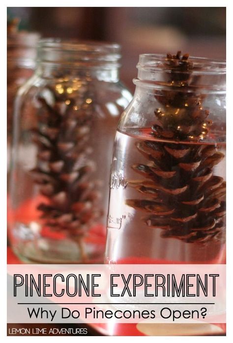 Christmas Science Experiments, Fall Science, Winter Science, Christmas Science, Science Experiments For Preschoolers, Kid Experiments, Kids Science, Fall Preschool, Science Activities For Kids