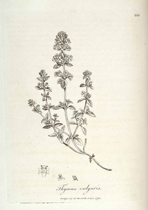 Thymus vulgaris L./www.plantillustrations.org?id_illustration=125352/W. Woodville, Med. Bot. (Woodville), vol. 2 : t. 109 (1790)(5) Herb Tattoo, Shakespeare Garden, Thymus Vulgaris, Wings Like Eagles, Pen And Ink Drawings, Missouri Botanical Garden, Green Things, Cute Embroidery, Scientific Illustration