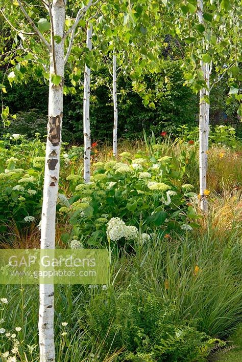 Birch And Pine Trees Landscaping, Birch Trees Garden, River Birch Trees, Hydrangea Arborescens Annabelle, East Facing Garden, Lake Landscaping, Courtyard Plants, Scandinavian Garden, Small Urban Garden