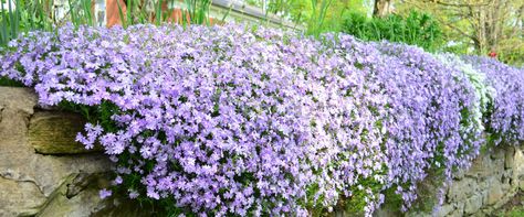 The Best Cascading Plants For Retaining Walls - Meyer Landscape Evergreen Ground Cover Plants, Harvey House, Creeping Phlox, Wall Flowers, Deer Resistant Plants, Companion Plants, Trailing Plants, Ground Cover Plants, Mediterranean Garden