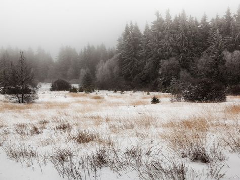 field of winter..... Snow Field Aesthetic, Snowy Plains, Winter Grass, Snow Field, Wallpaper Snow, 3d Wallpaper For Room, Winter Landscape Photography, Crop Field, Snowy Field