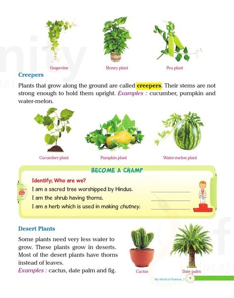 Types Of Plants For Kids, Creepers Plants, Planting Pumpkins, Pea Plant, Cucumber Plant, Date Palm, Sacred Tree, Money Plant, Diy Activities