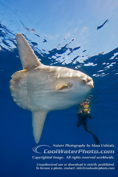 Ocean sunfish, Mola mola, and diver, East Pacific Ocean, the heaviest known bony fish in the world which can reach 2200 lb. Ocean Sunfish Drawing, Ocean Fish Photography, Pacific Ocean Underwater, Ocean Sunfish, Mola Mola Fish, Mola Mola, Underwater Video, Octopus Photos National Geographic, Beautiful Sea Creatures