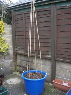 Runner Beans Support, Runner Bean Support, Growing Runner Beans, Tomatoe Cage, Container Tomatoes, Paved Garden, Bean Trellis, Growing Green Beans, Growing Beans