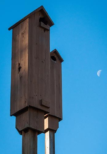 5 Things to Consider Before Buying or Putting Up a Bat Box Diy Bat Box How To Build, Bat Box Plans, Bat Garden, How To Attract Bats, Bat Boxes, Bat House Plans, Bat Box, Bat Species, Bat House