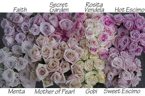 colors of blush roses Faith Rose, Mother Of Pearl Rose, Flower Chart, Flower Identification, Rose Varieties, Light Pink Flowers, Flower Guide, Blush Flowers, Blush Rose