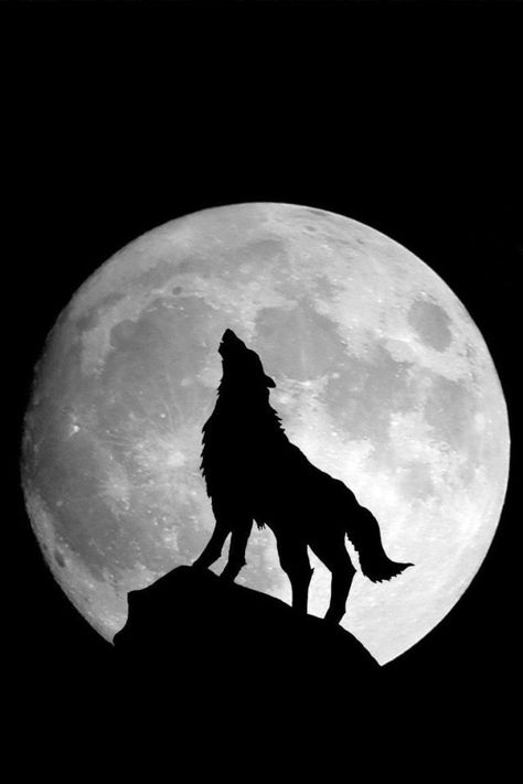 Full moon and wolf 1366x768 Wallpaper, Bark At The Moon, Regnul Animal, Wolf Background, Wolf Images, Wolf Photos, Wolf Wallpaper, Howl At The Moon, Wolf Pictures