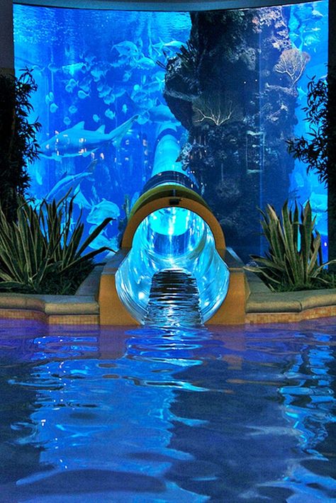 Golden Nugget, Vegas Vacation, Vegas Trip, Brasov, Water Slide, Shark Tank, Future Travel, Vacation Places, Water Slides