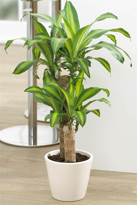 15 Plantas que harán más acogedor cada rincón de tu hogar Plantas Interior, نباتات منزلية, Corn Plant, Plant Decor Indoor, House Plants Decor, Indoor Plant Pots, Natural Home Decor, House Plants Indoor, Plant Design