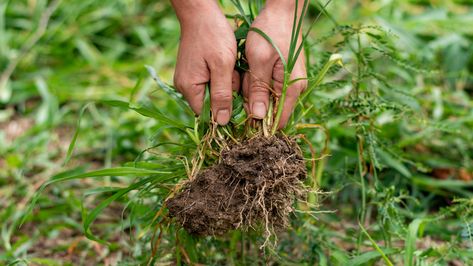 Irish Spring Soap, Pulling Weeds, Irish Spring, Soil Texture, Kitchen Item, Plant Diseases, Garden Maintenance, Herbaceous Perennials, Soil Improvement