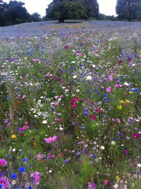 England, Trees, Flowers