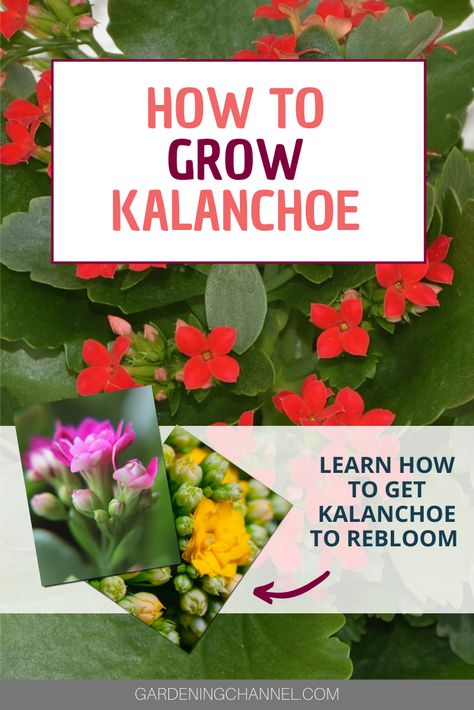 Flowering Succulents Plants, Kalanchoe Plant Care, Kalanchoe Plant, Florist Kalanchoe Care, Kalanchoe Flowers, Kalanchoe Varieties, Kalanchoe Luciae, Kalanchoe Dragonfire, Low Maintenance Garden Design