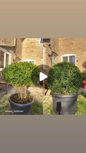 James Todman on Instagram: "Two overgrown Buxus. One I turned into a multi-stem and the other into a ball. Which shape do you prefer?   #topiary #boxwood #buxus #creative #clipping #pottedboxwood #box #handclipped #greensculpture #organicart #topiaryart #🟢" Front Door Boxwood Planters, Topiary Boxwood, Wintergreen Boxwood, Exterior Landscaping, Box Wood Shrub, Boxwood Garden, Boxwood Balls, Boxwood Topiary, Organic Art