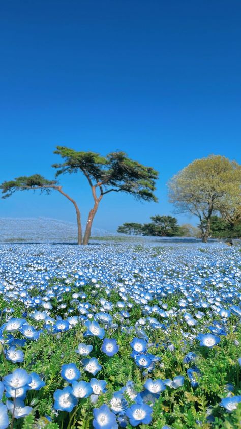 meenmeen_0 • Original Audio Ibaraki Japan, Sky Meets The Sea, Hitachi Seaside Park, Japan Nature, Baby Blue Eyes, Seaside Park, Ibaraki, Double Tap, The Line