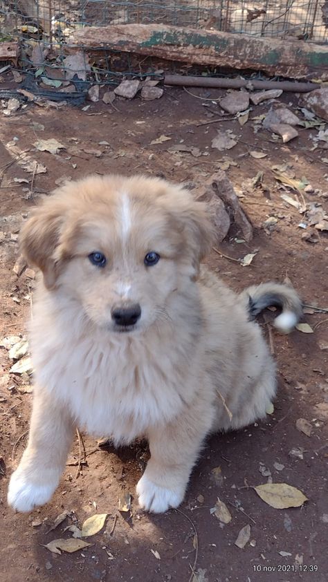 Australian Shepherd Golden Retriever, Golden Retriever Australian Shepherd, English Shepherd Puppy, Golden Retriever Mix Puppies, Mini Australian Shepherds, English Shepherd, German Shepherd Mix, Australian Shepherd Mix, Golden Retriever Mix