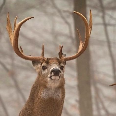 Mark Raycroft on Instagram: "Timber-Framed in the Fog. A majestic Whitetail Buck senses something while cresting a hardwood ridge shortly after daybreak. Do you go out to photograph on foggy mornings? • • • • #deer #whitetail #fog #morningmotivation #buck #wildlifephotography #naturephotography #outdoors @markraycroftwildphoto" Deer Buck, Whitetail Deer Pictures, Big Deer, Whitetail Bucks, Deer Pictures, Alice Angel, Foggy Morning, White Tail, Whitetail Deer