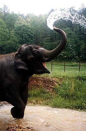 Happy Elephant, Elephant Sanctuary, African Elephant, An Elephant, Trunk, Tennessee, Elephant, Water