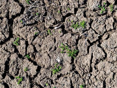 How To Control Soil Erosion In A Permaculture Garden – Redemption Permaculture Soil Erosion Pictures, Permaculture Garden, Soil Erosion, Weathering And Erosion, Redbud Tree, Water Movement, Erosion Control, Permaculture Gardening, Water Retention