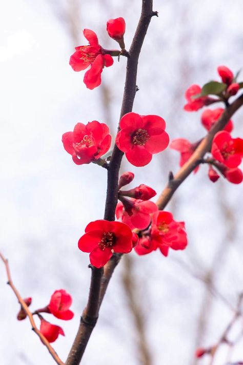 Bedroom Flowers, Flowers 2023, Sakura Trees, Red Cherry Blossom, Flower Bedroom, Cherry Blossom Branch, Sakura Tree, Red Peach, Cherry Blossom Flowers