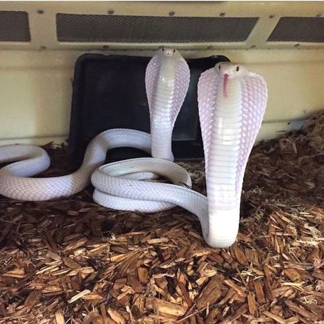 Wow! Rare Albino Animals, Baby Snakes, Pretty Snakes, Colorful Snakes, Albino Animals, Snake Lovers, Cobra Snake, Cute Reptiles, Cute Snake