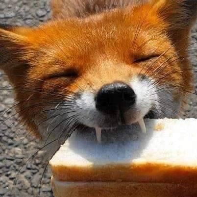 Fox Pfp Aesthetic, Cute Fox Pfp, Fox Profile, Fox Pfp, Fox Eat, Animal Pfp, Therian Pfp, Fox Pictures, Pet Fox