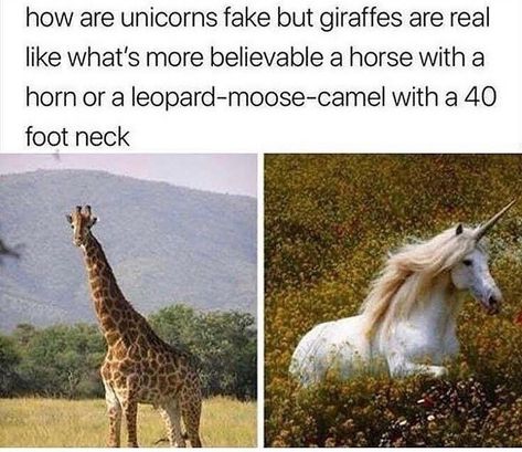 36 Entertaining Memes That'll Pull You From The Darkness - Memebase - Funny Memes Funny Animal Jokes, 웃긴 사진, Memes Humor, Funny Animal Memes, A Unicorn, Giraffes, Laughing So Hard, Really Funny Memes, Melanie Martinez