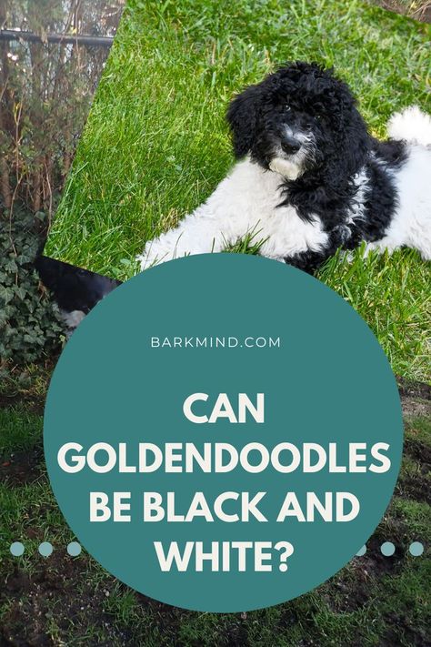 Well, there are many kinds of cute Goldendoodles. However, is there such a thing as black and white Goldendoodls? Read to fine out. Black And White Goldendoodle, White Goldendoodle, Dog Advice, Black And White Tops, Goldendoodle, A Thing, White Tops, Black And White, Dogs